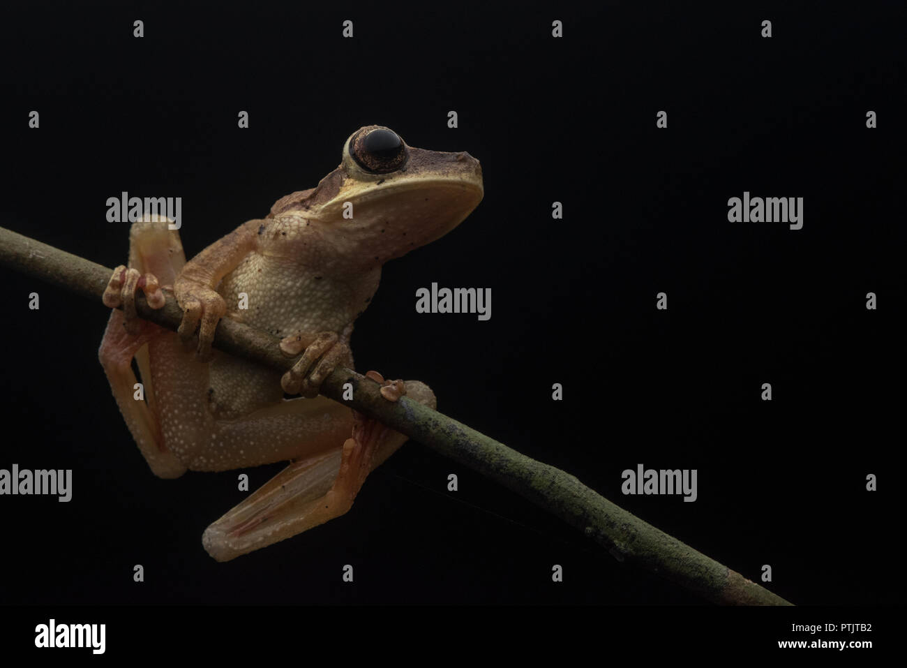 Cayenne slender-legged tree frog (Osteocephalus leprieurii) form tropical Amazonian Peru. Stock Photo