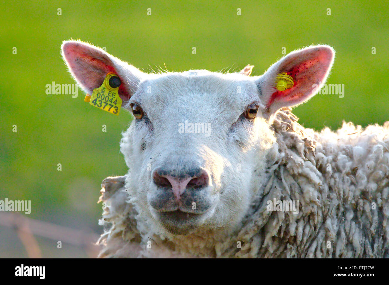 A sheep closeup portrait. Sheep with big pink ears looking straight into the camera. Green grass on blurred background. Stock Photo