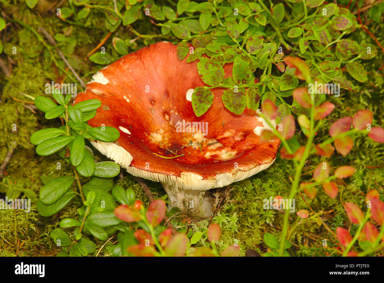 Mushroom season has started. Red russula growing in the forest hidden in green leaves Stock Photo