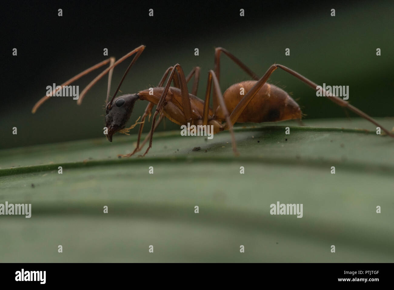 A Species Of Carpenter Ant Camponotus Atriceps From The Amazon Rainforest In Peru Stock Photo Alamy
