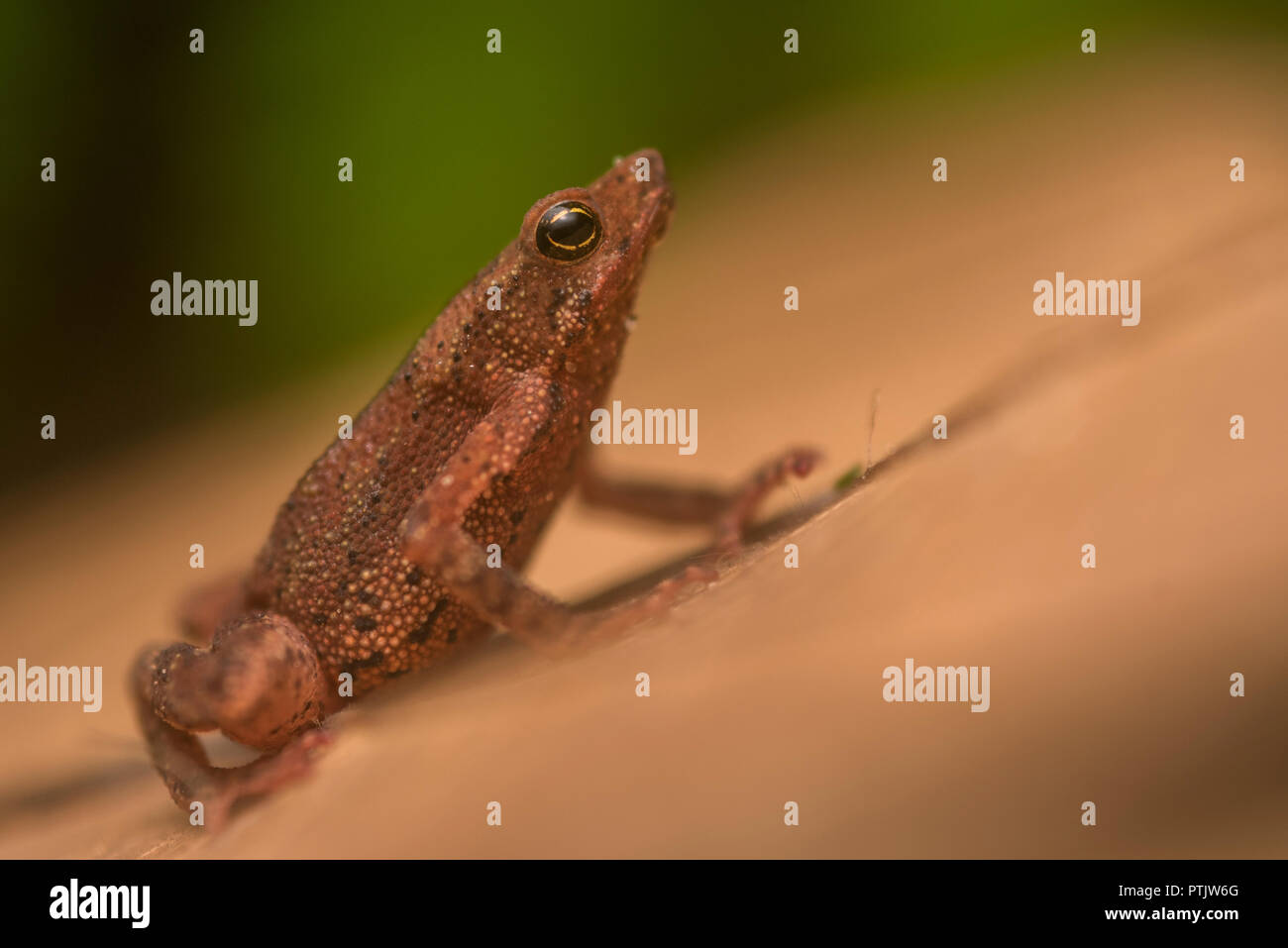 Amazophrynella javierbustamantei a tiny species of toad from the Peruvian Amazon, it was split from Amazophrynella minuta in 2016. Stock Photo