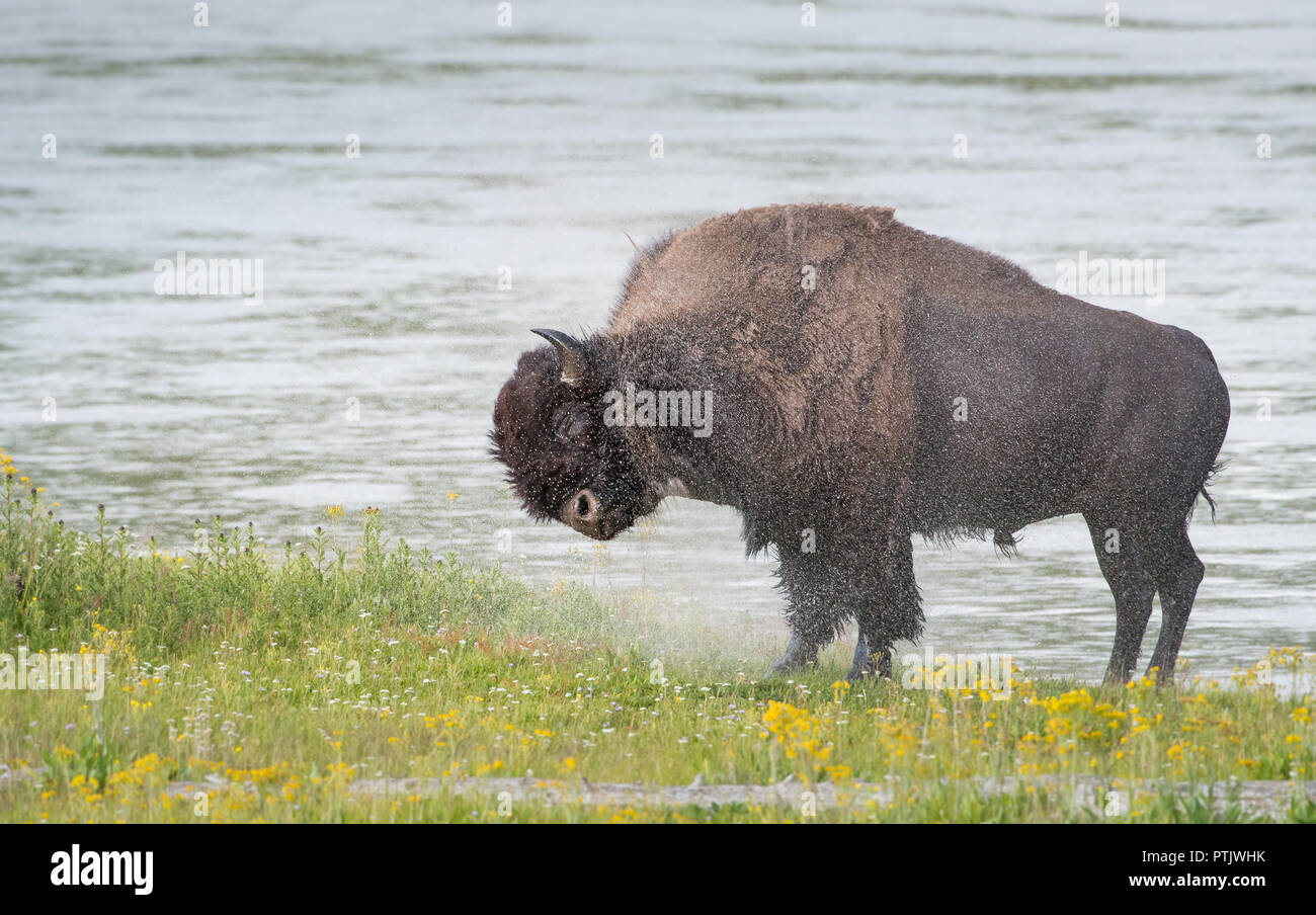 Bison swimming in Yellowstone Stock Photo - Alamy