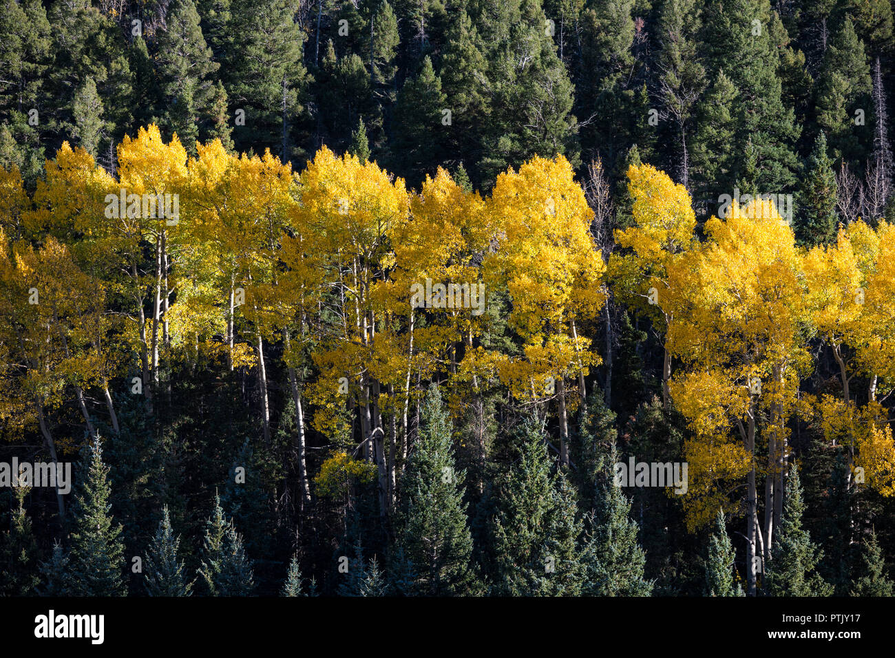 Aspen tree grove with autumn foliage in yellow, orange, and gold contrasted with the dark green foliage of a forest of pine, spruce, and fir trees Stock Photo