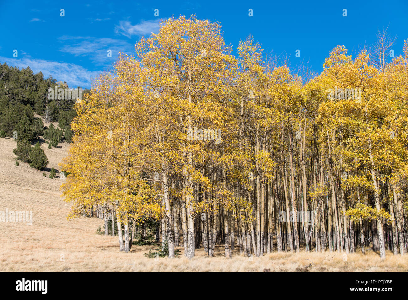 Autumn scene of a dense grove of aspen trees with foliage in golden ...