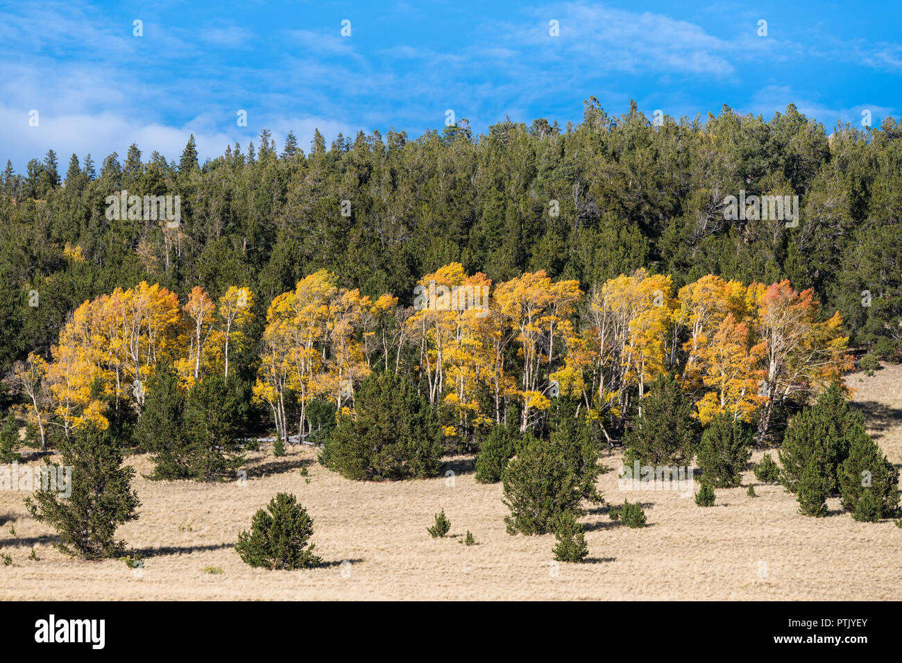 In aspen grove in autumn colors of gold, yellow, and orange contrasting with the dark green of a pine forest Stock Photo