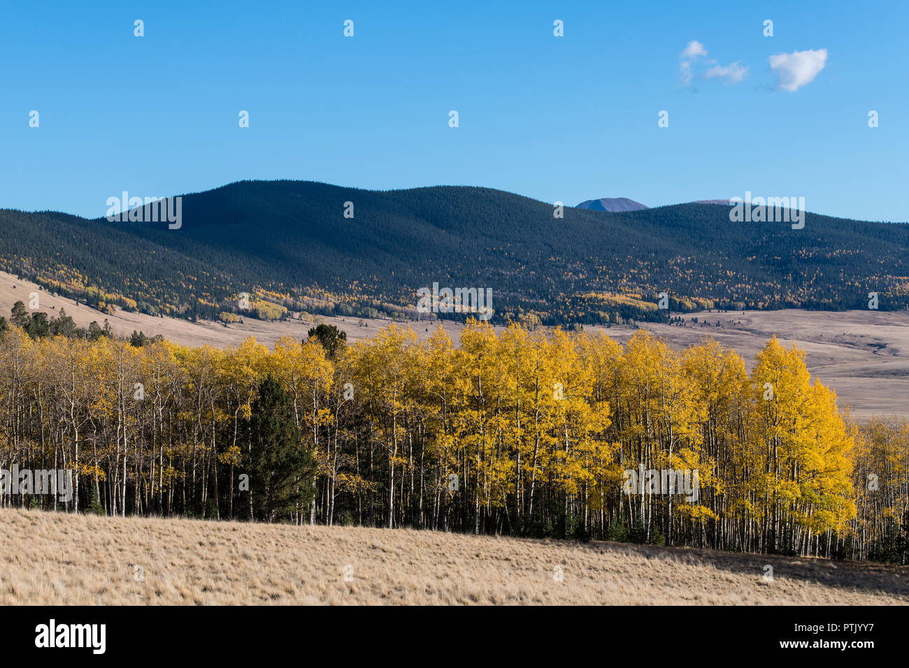 Autumn scene of a golden yellow aspen grove along the edge of a grassy meadow with distant open rangeland and mountains Stock Photo