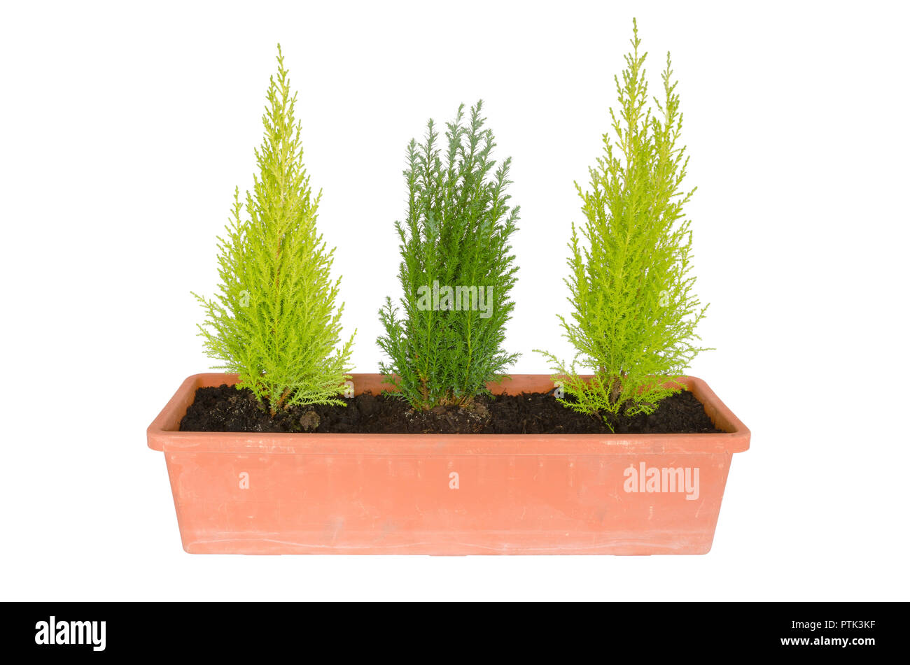 gardener with three fir trees isolated on white Stock Photo