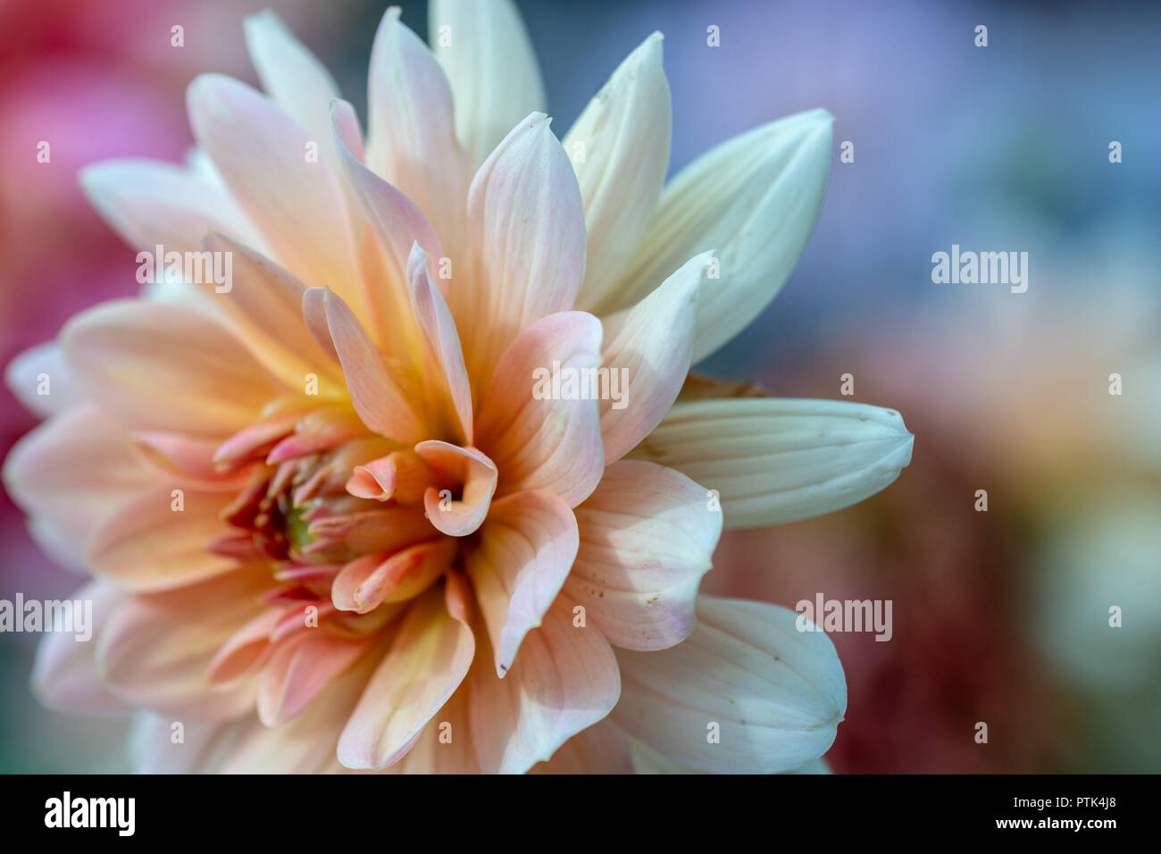 Chastworth Garden - Chrysanthemum flower closeup Stock Photo