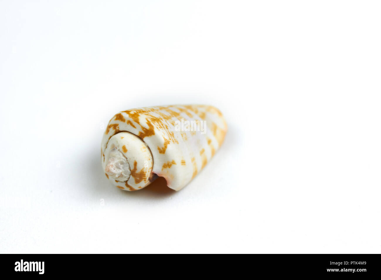 isolated seashell on a white background Stock Photo - Alamy