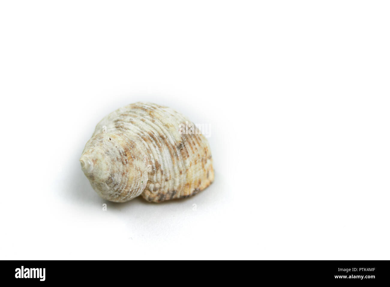 isolated seashell on a white background Stock Photo - Alamy