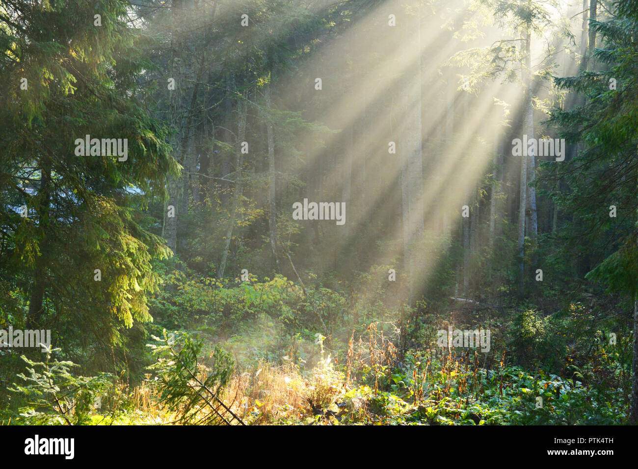 Morning in the forest Stock Photo - Alamy