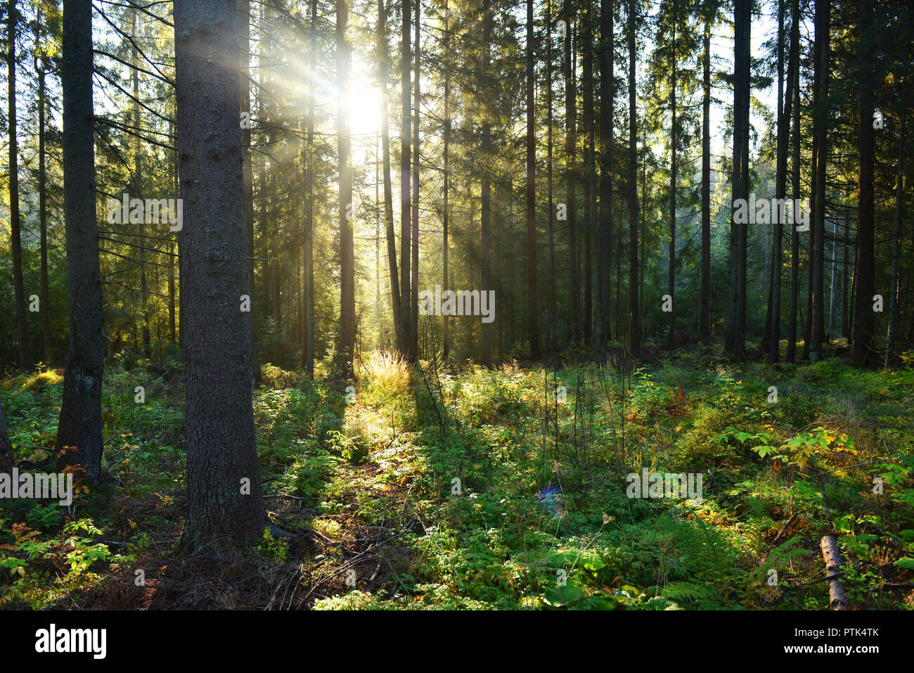 Morning in the forest Stock Photo - Alamy