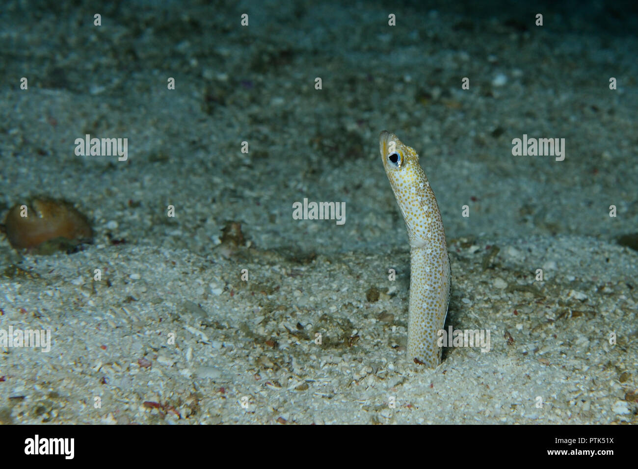 Garden eel is peeping out its burrow ready to hide, Panglao, Philippines Stock Photo