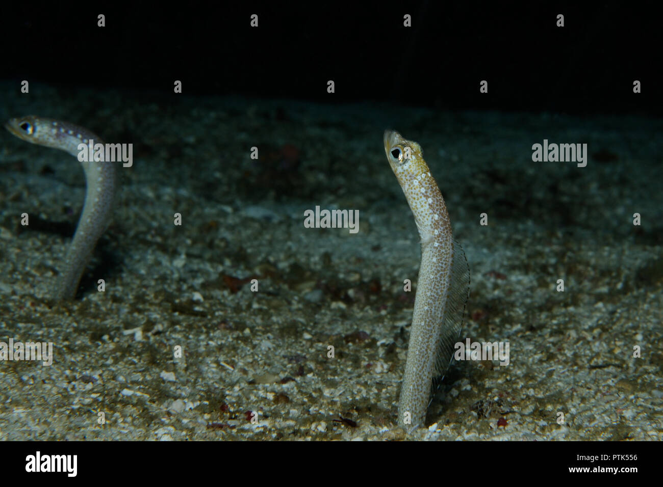 Garden eels are peeping out their burrows ready to hide, Panglao, Philippines Stock Photo