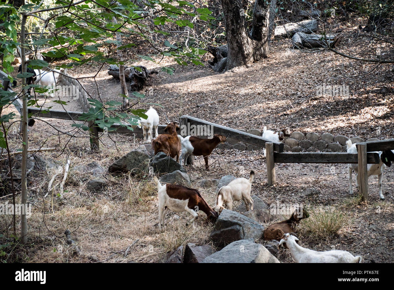 Goats clearing the ground for fire control Stock Photo