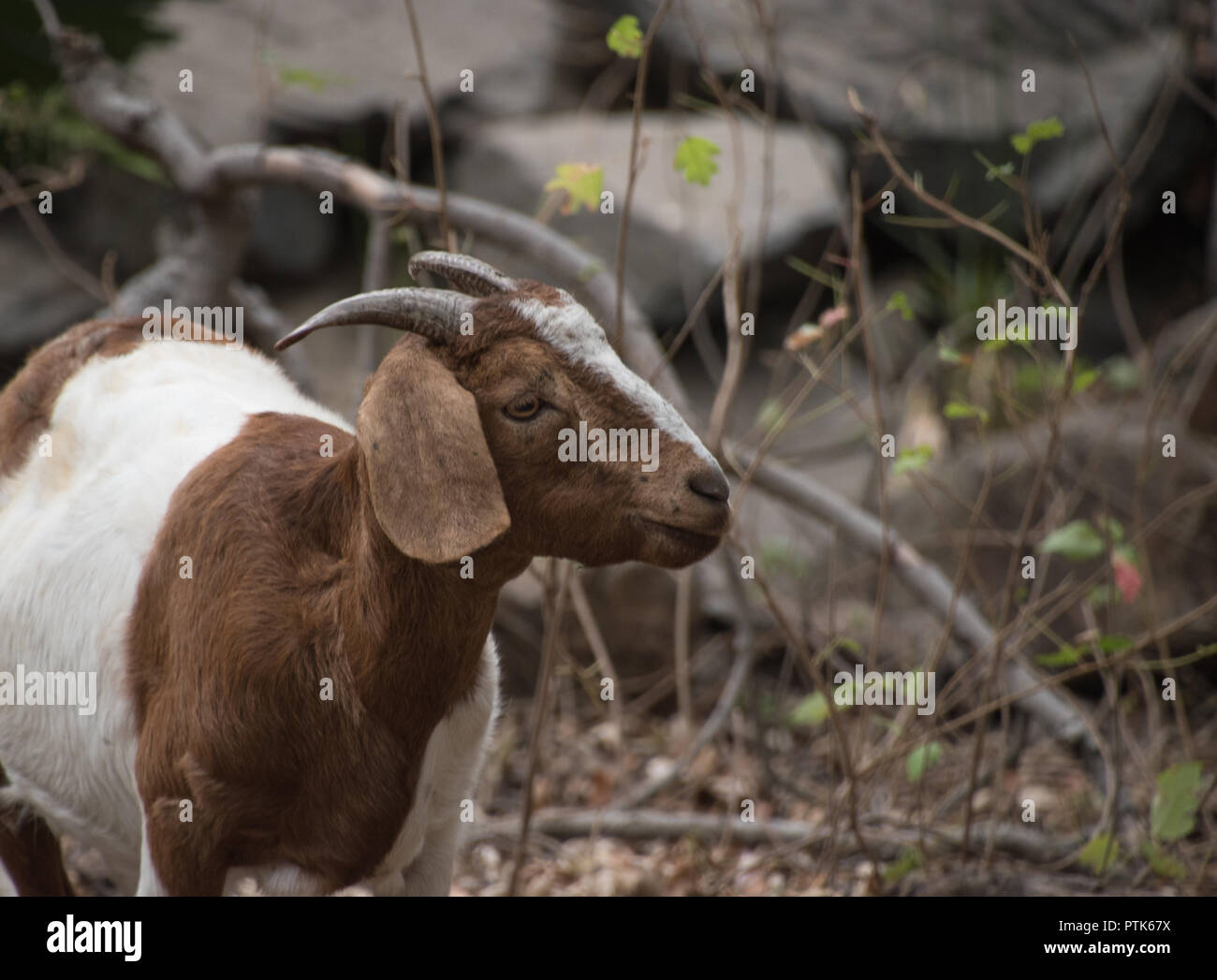 Brown & white goat deciding what to eat next Stock Photo