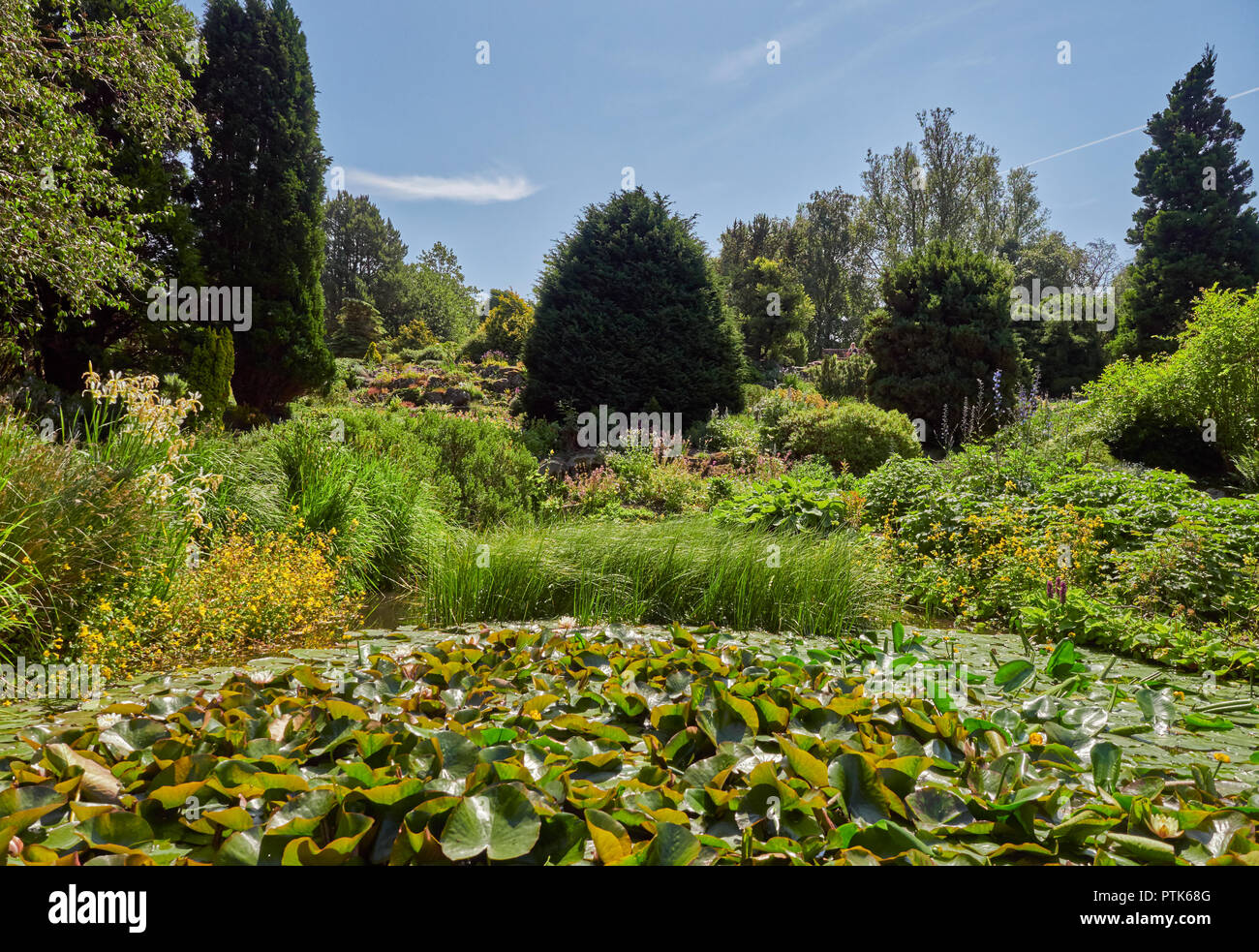 Looking up the Rock Garden past the Lily Ponds at the St Andrews Botanic Gardens in Fife, Scotland, on a Summers Afternoon. Stock Photo