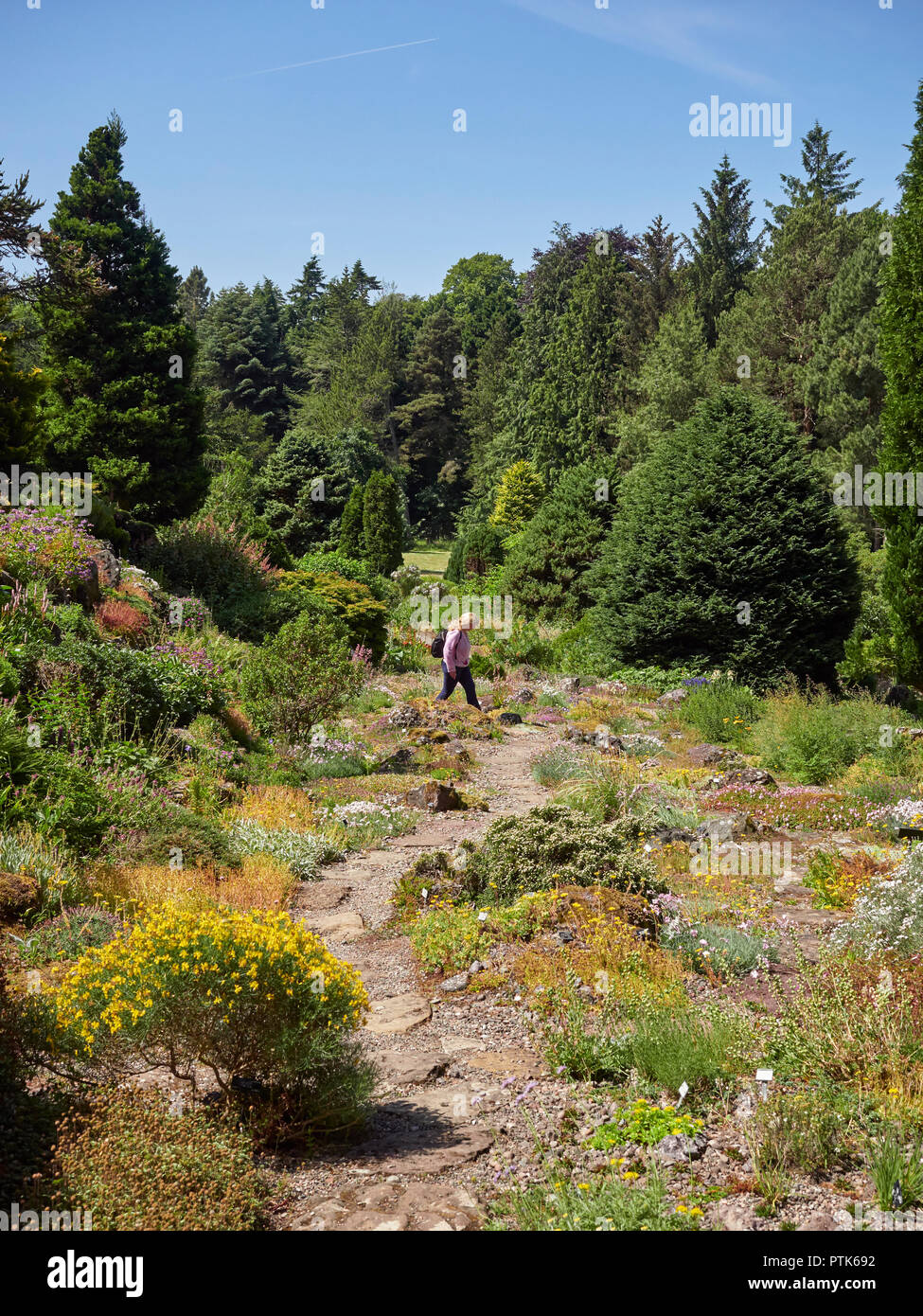 A Middle Aged Female Visitor walking up the stone path of the Rock Garden in St Andrews Botanic Gardens in Fife, Scotland. Stock Photo