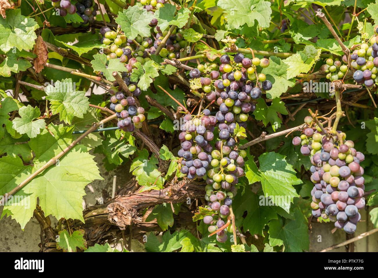 Vineyard with ripe vines, Germany Stock Photo - Alamy