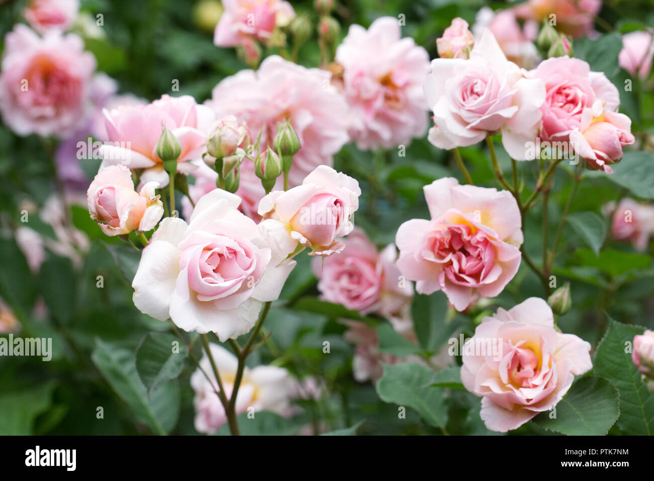 Rosa 'Felicia'. Shrub rose in an English garden. Stock Photo
