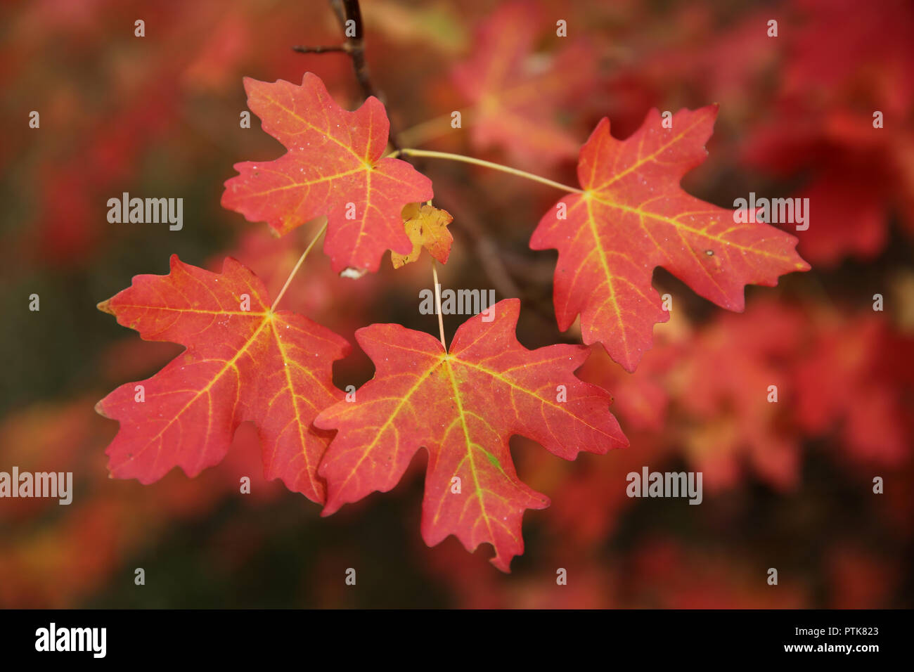 Red turn reddish turning hi-res stock photography and images - Alamy
