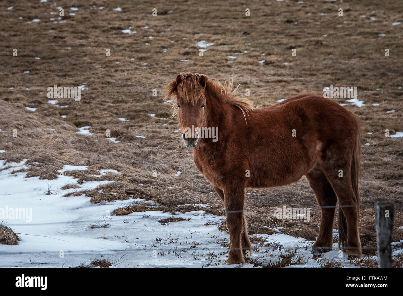 Portrait of an Icelandic horse or pony. Beautiful chestnut mare stands