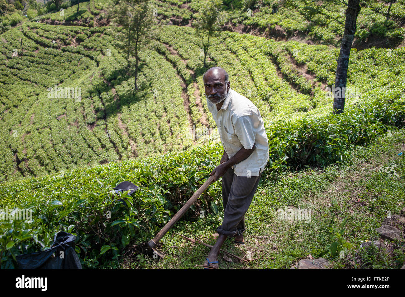 Ambewala, Sri Lanka: A man clears weeds between tea bushes on a hillside tea plantation. Stock Photo