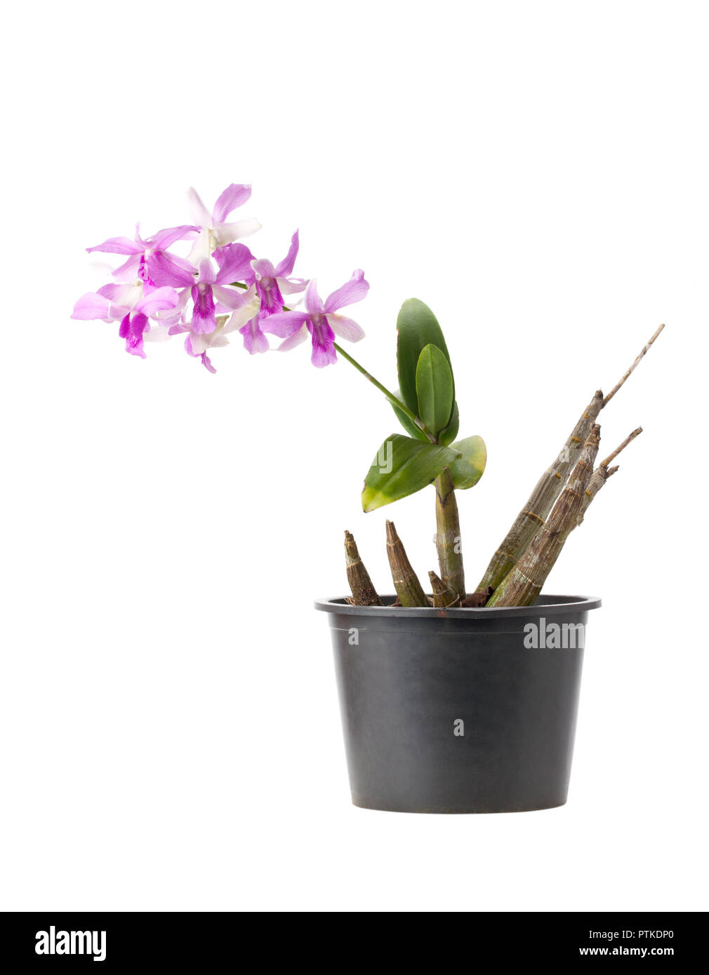 Orchid in black plastic flower pot isolated on white background Stock ...