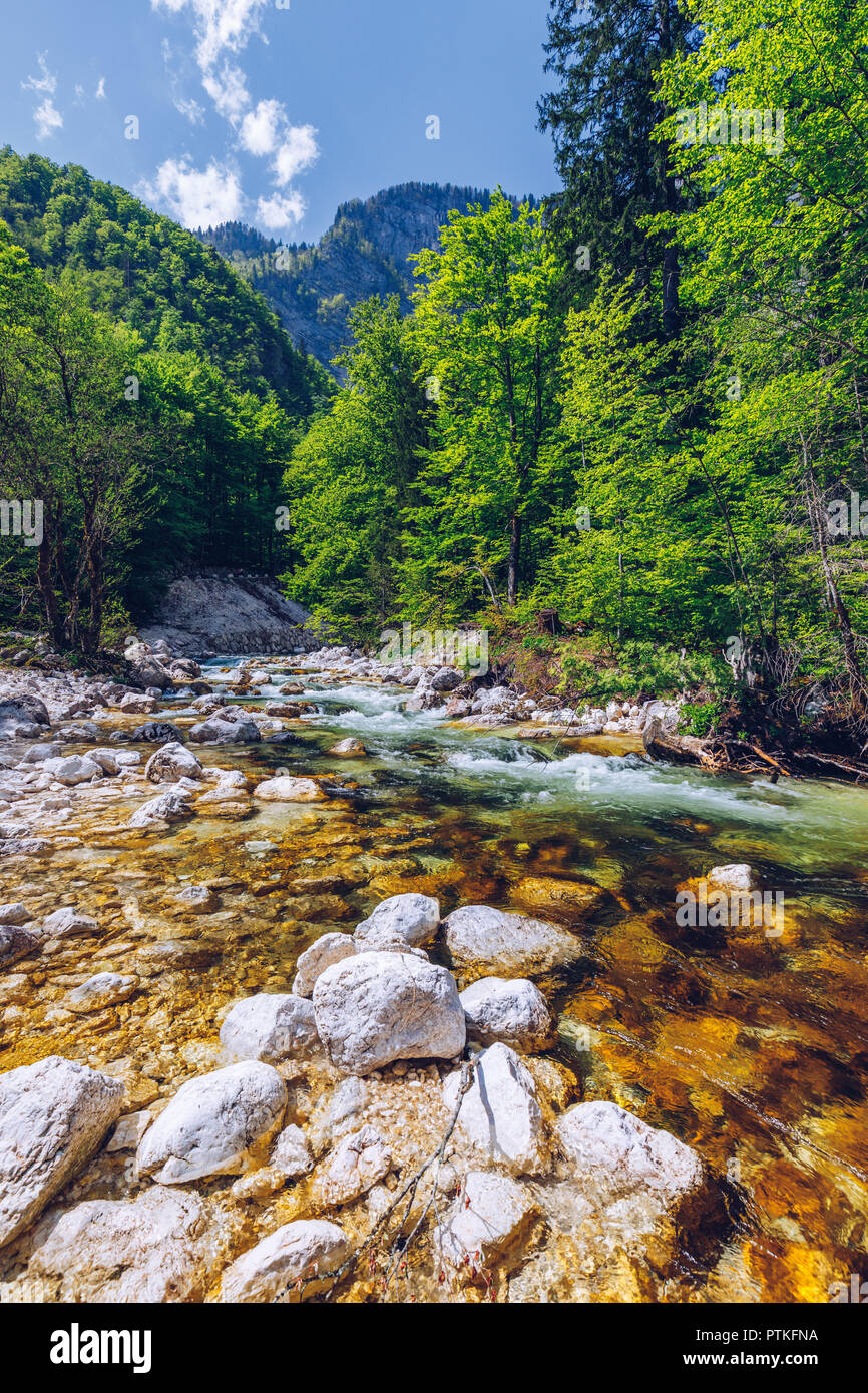 Beautiful colorful summer landscape with a stream and forest. The river in  summer forest and the sun shining through the foliage. Summer nature landsc  Stock Photo - Alamy, image size:866x1390