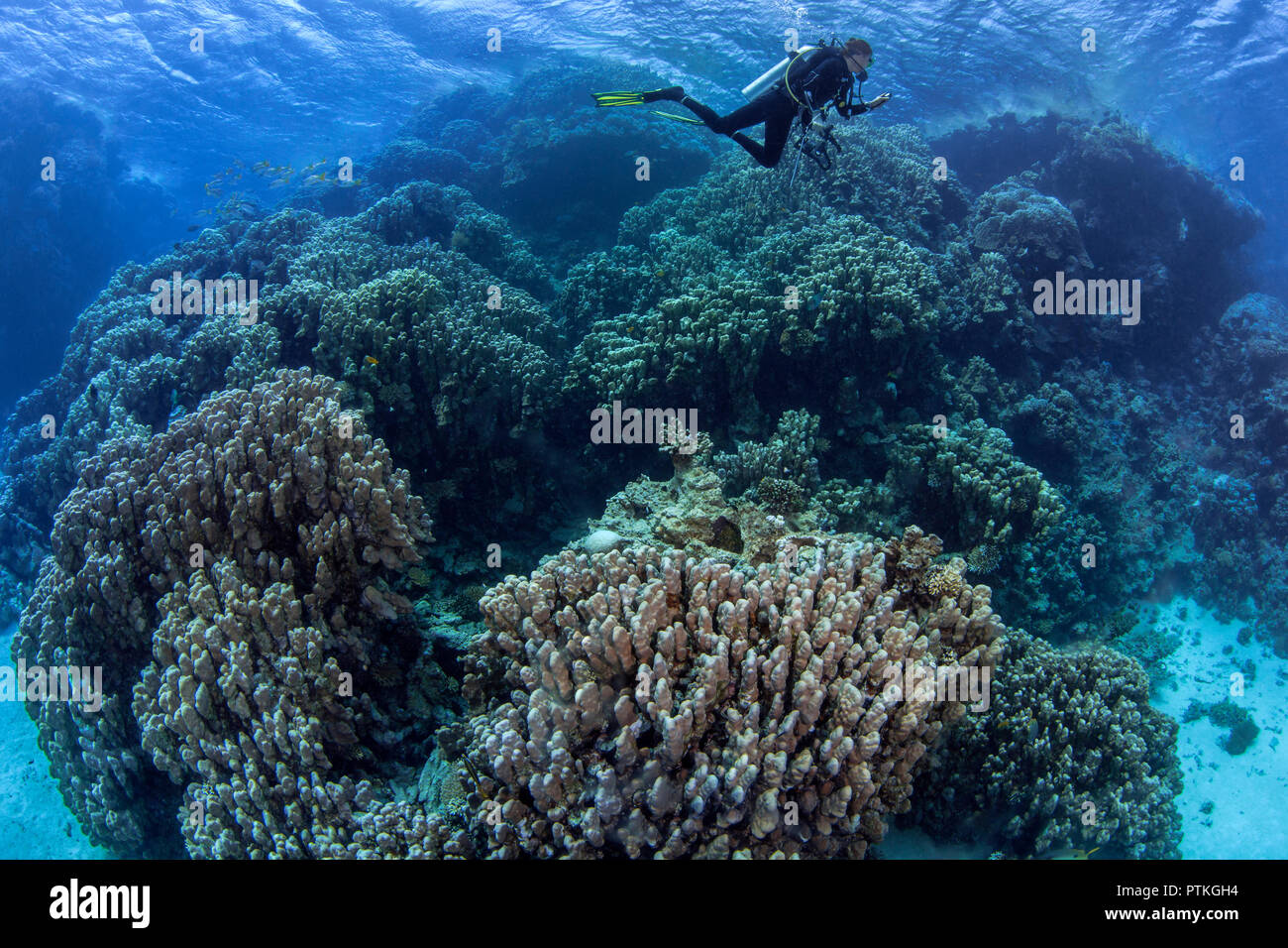Female scuba diver explores coral mountains in the Red Sea. September, 2018 Stock Photo