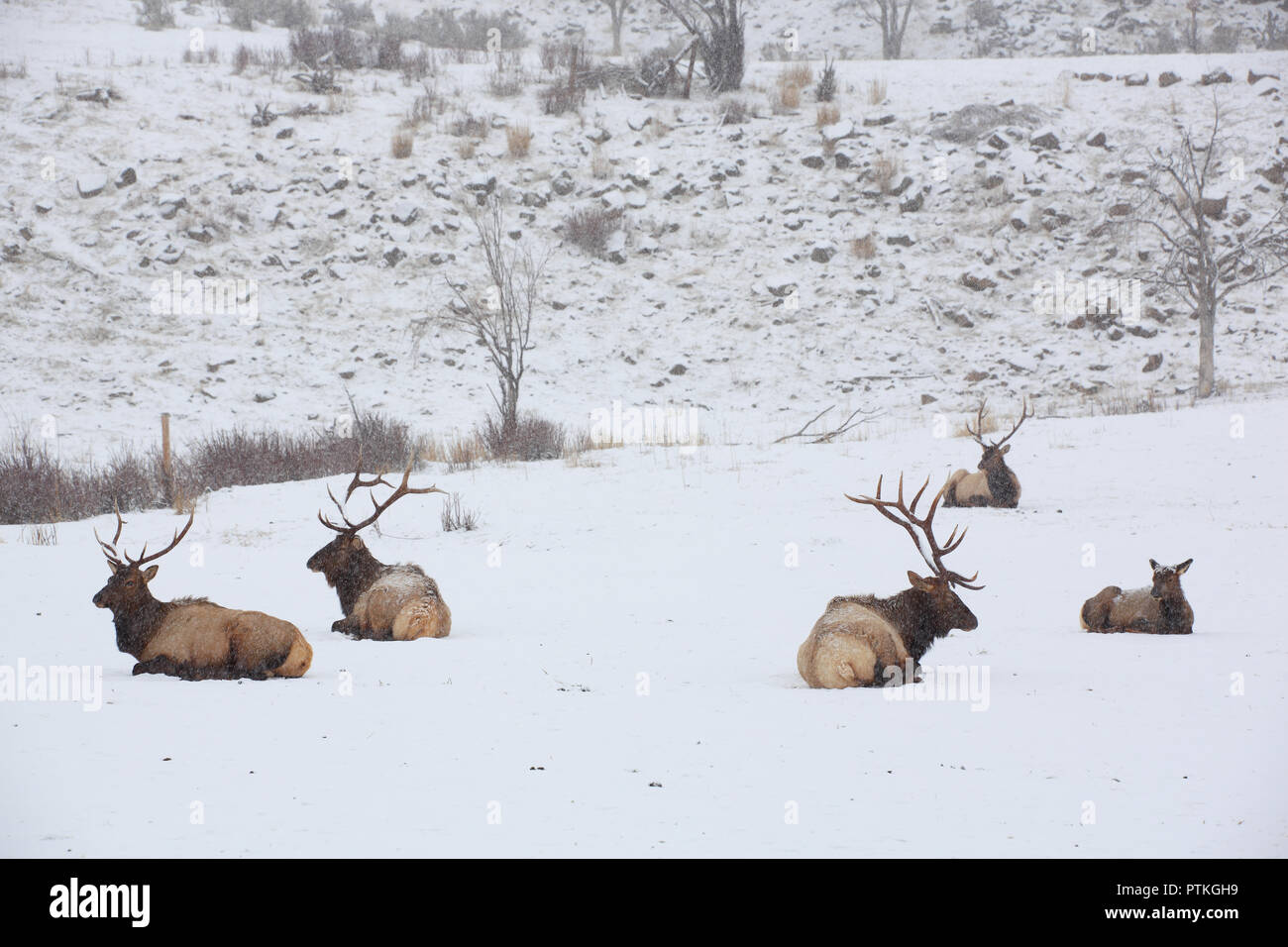 Five elk laying down during a winter snow storm blizzard Stock Photo