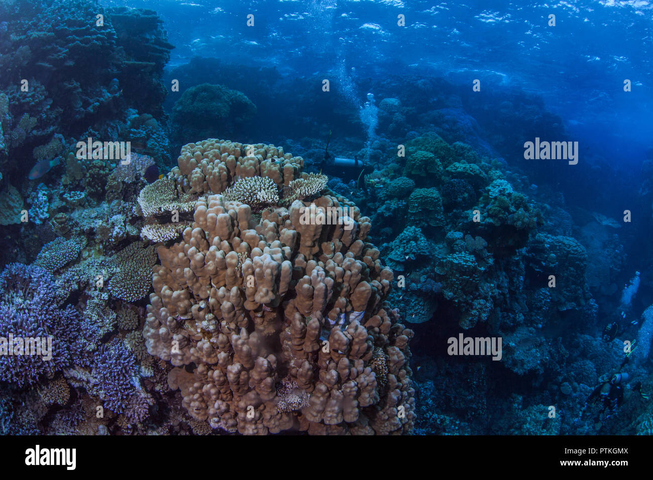 Scuba divers explore coral garden hidden inside towering pinnacles in the Fury Shoals area of the Red Sea. Stock Photo