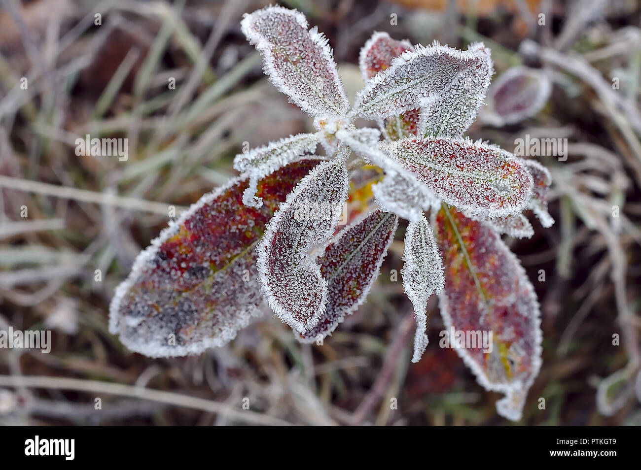 Plants frozen by the morning after long freezing night Stock Photo Alamy