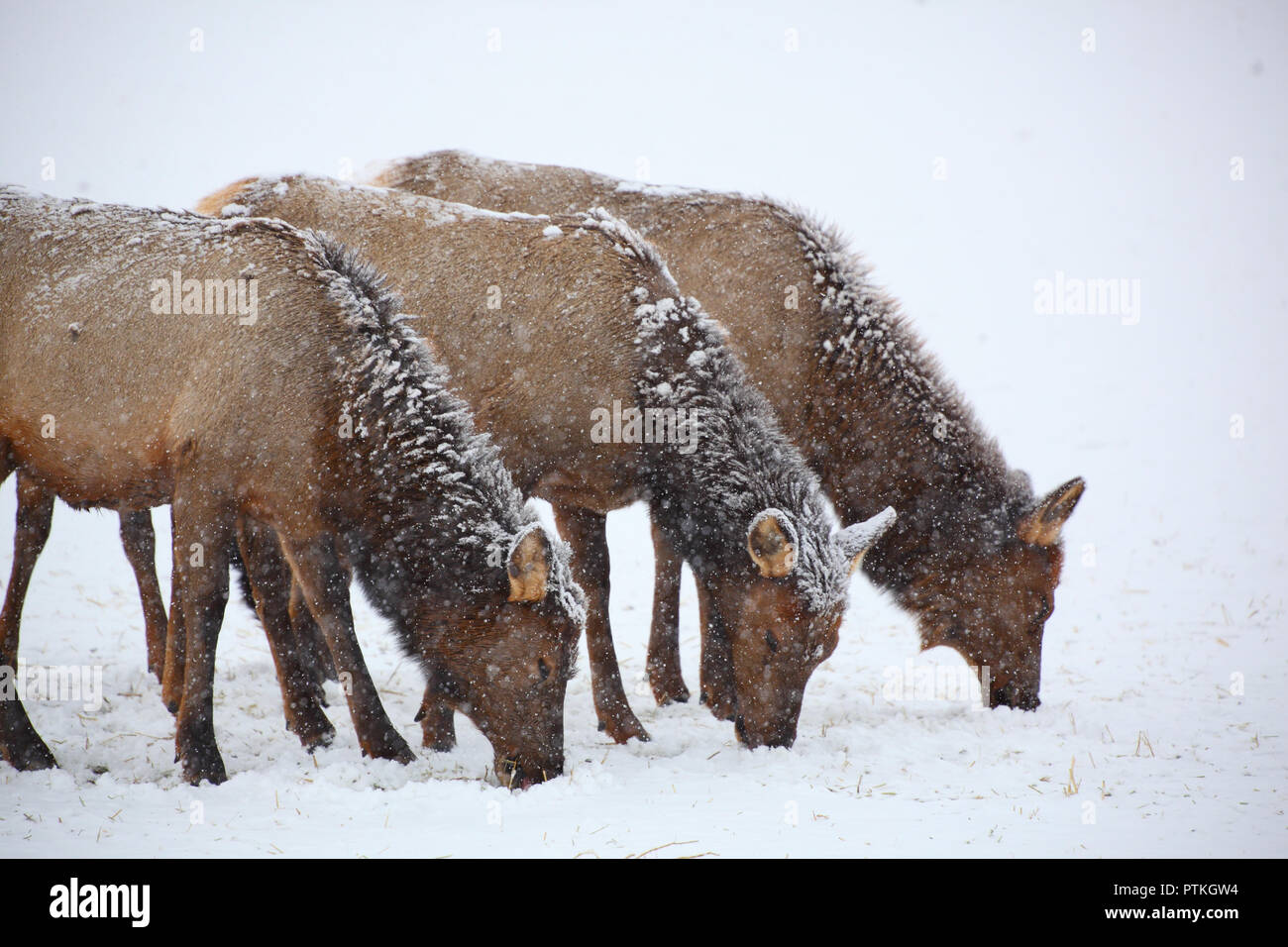 Three cow elk grazing in a winter snow storm blizzard Stock Photo