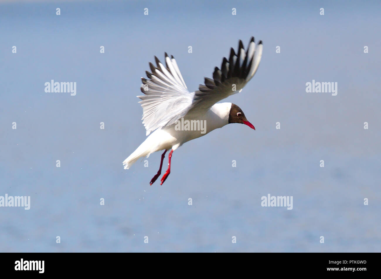 White seabird in flight. Wings spread and ready to land moment freeze frame Stock Photo