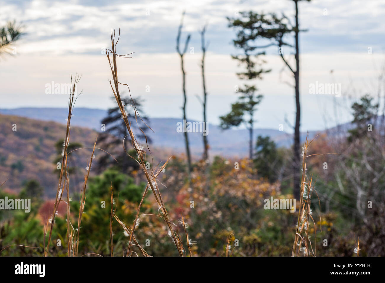 The Mountain Trees of Michaux State Forest in Pennsylvania in Fall
