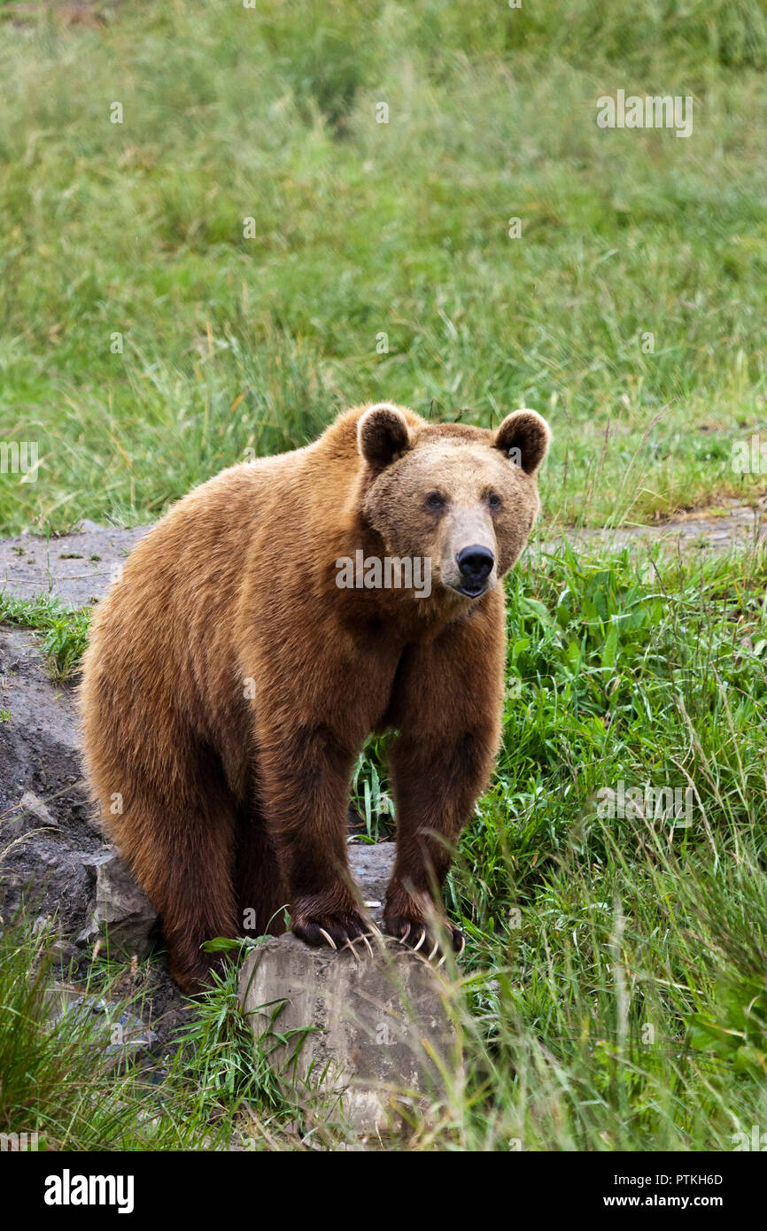 Brown bear on rocks in the grass looking intently vertical shot Stock Photo