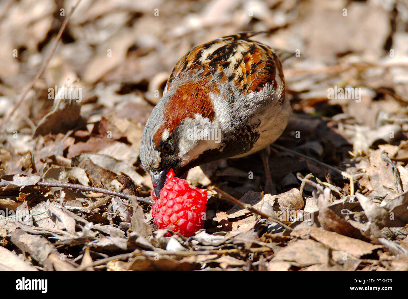 Hungry sparrow eating a red raspberry in the park. Stock Photo