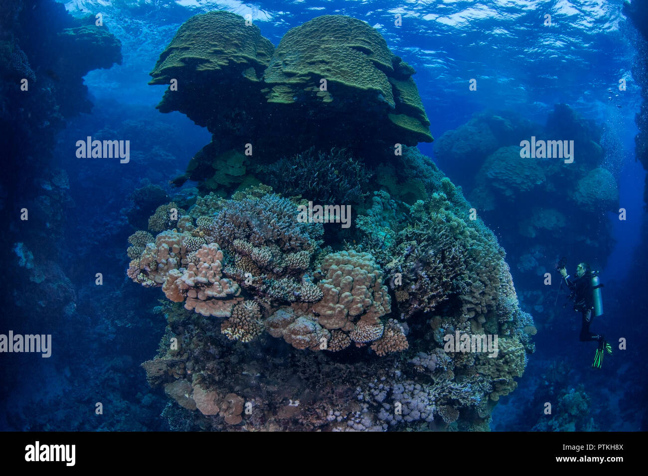 Female scuba diver photographs a majestic coral pinnacle at dusk in the Fury Shoas area of the Red Sea Stock Photo