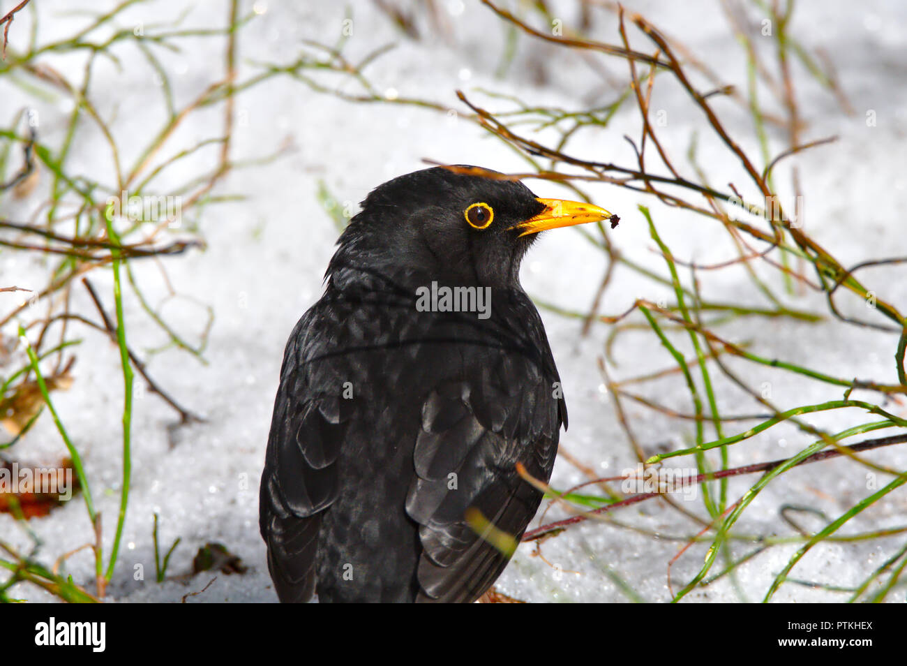 Closeup Of Common Blackbird With Yellow Peak Black Bird Surrounded With Some Green Branches On White Snowy Background In Wintertime Stock Photo Alamy