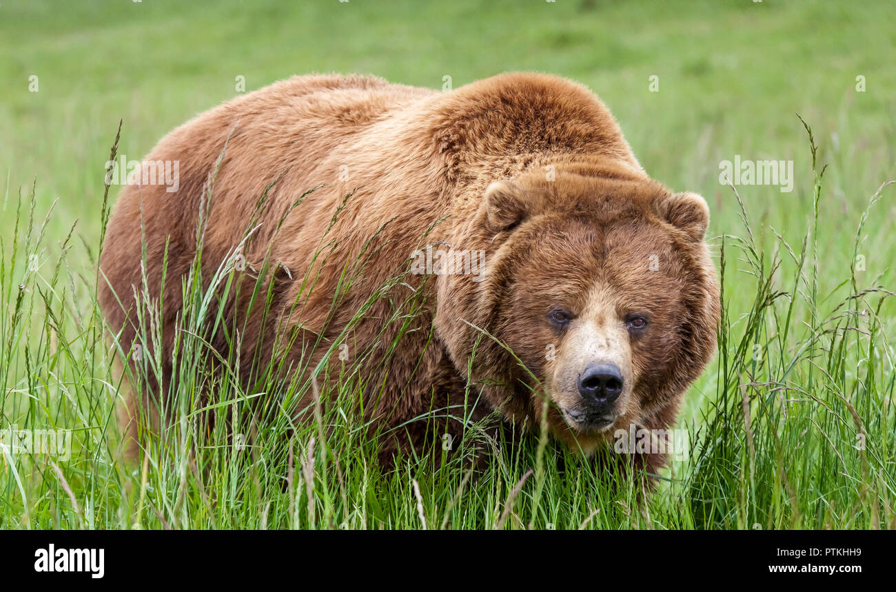 Massive brown grizzly bear in tall green grass up close and personal Stock Photo