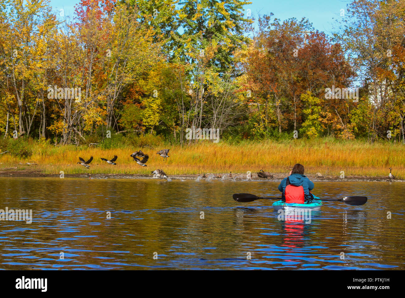 Woman on kayak taking photographs of the Canadian Geese taking off for