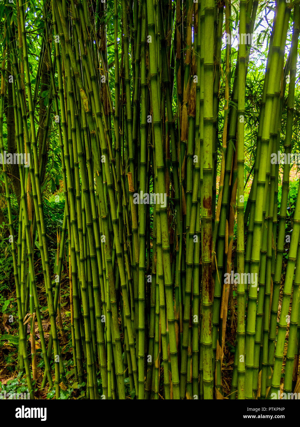 Bamboo Trees