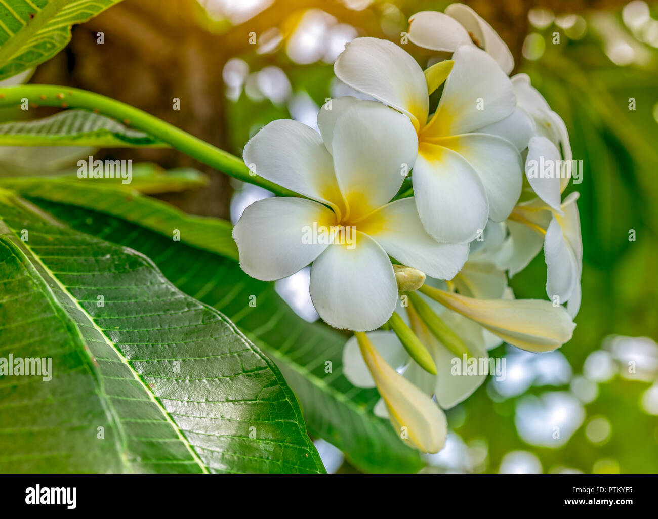 Frangipani flower (Plumeria alba) with green leaves on