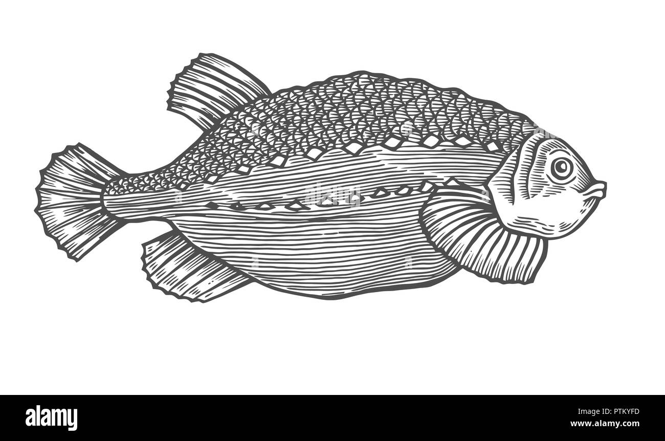 Ink sketch of fish. Hand drawn vector illustration on white background ...
