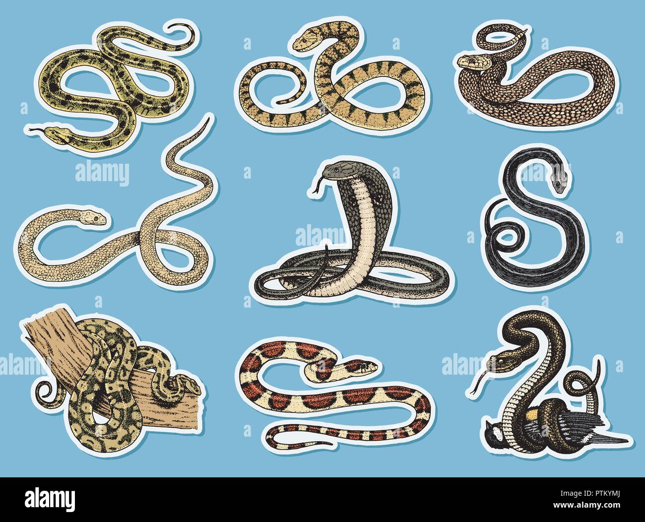 Set Viper Snake. serpent cobra and python, anaconda or viper, royal. engraved hand drawn in old sketch, vintage style for sticker and tattoo. ophidian and asp Stock Vector Image & Art - Set Viper Snake. serpent cobra and python, anaconda or viper, royal. engraved hand drawn in old sketch, vintage style for sticker and tattoo. ophidian and asp Stock Vector Image & Art -
