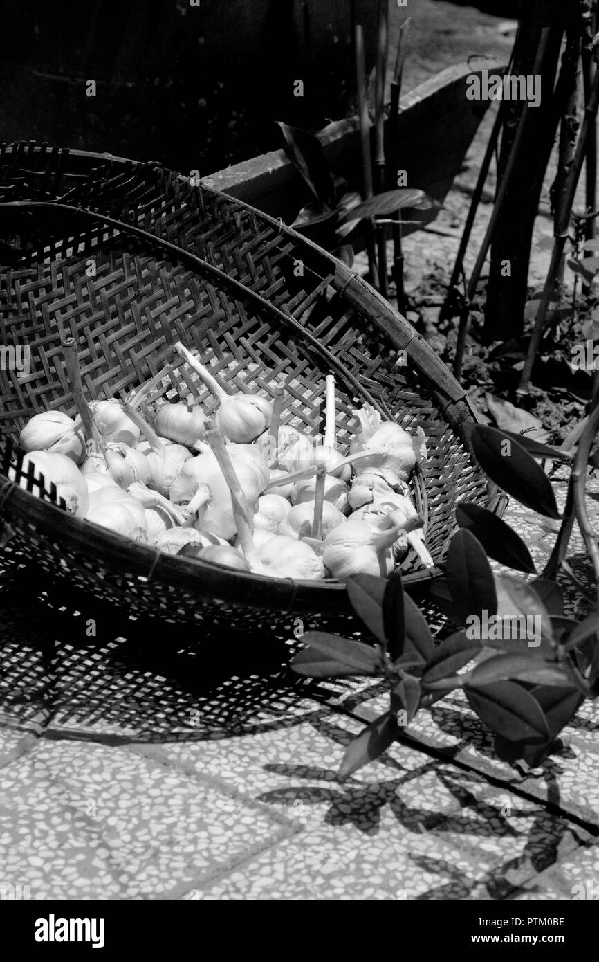 Traditional shallow basket holding garlic bulbs in black and white ...