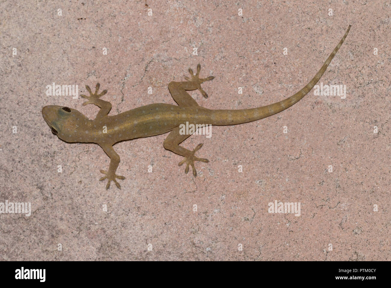 Common four-clawed gecko (Gehyra mutilata) on house wall, Isaan, Thailand Stock Photo