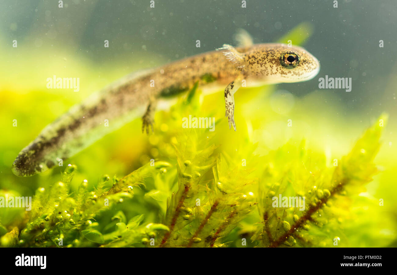 Fire salamander (Salamandra salamandra), larva under water, young