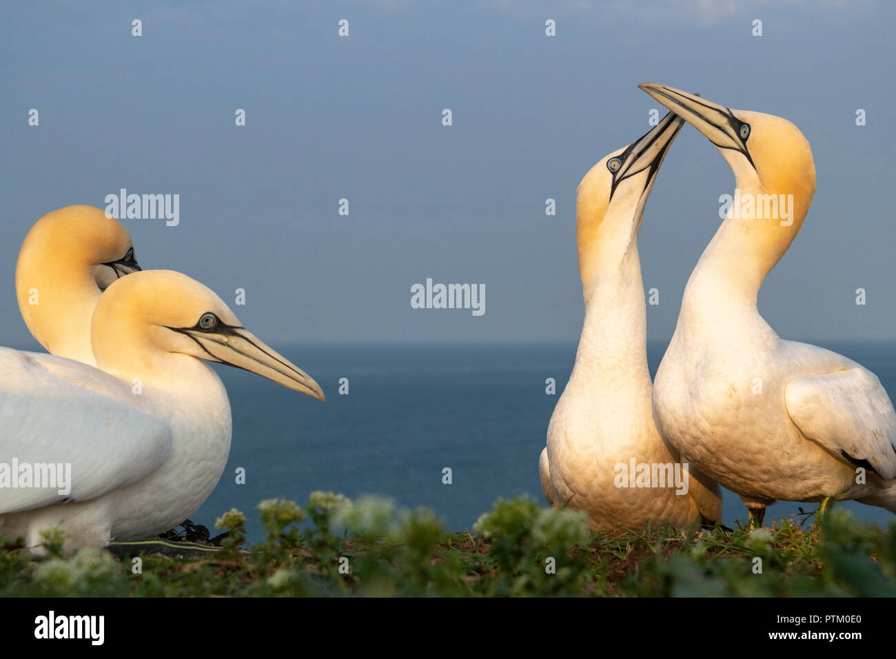 Northern gannets (Morus bassanus), colony at the hatchery, welcome, Heligoland, Schleswig-Holstein, Germany Stock Photo